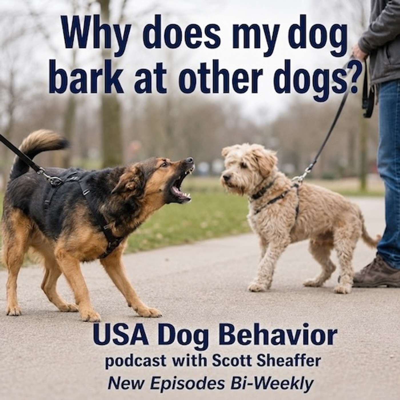 Why Does My Dog Bark at Other Dogs? episode artwork