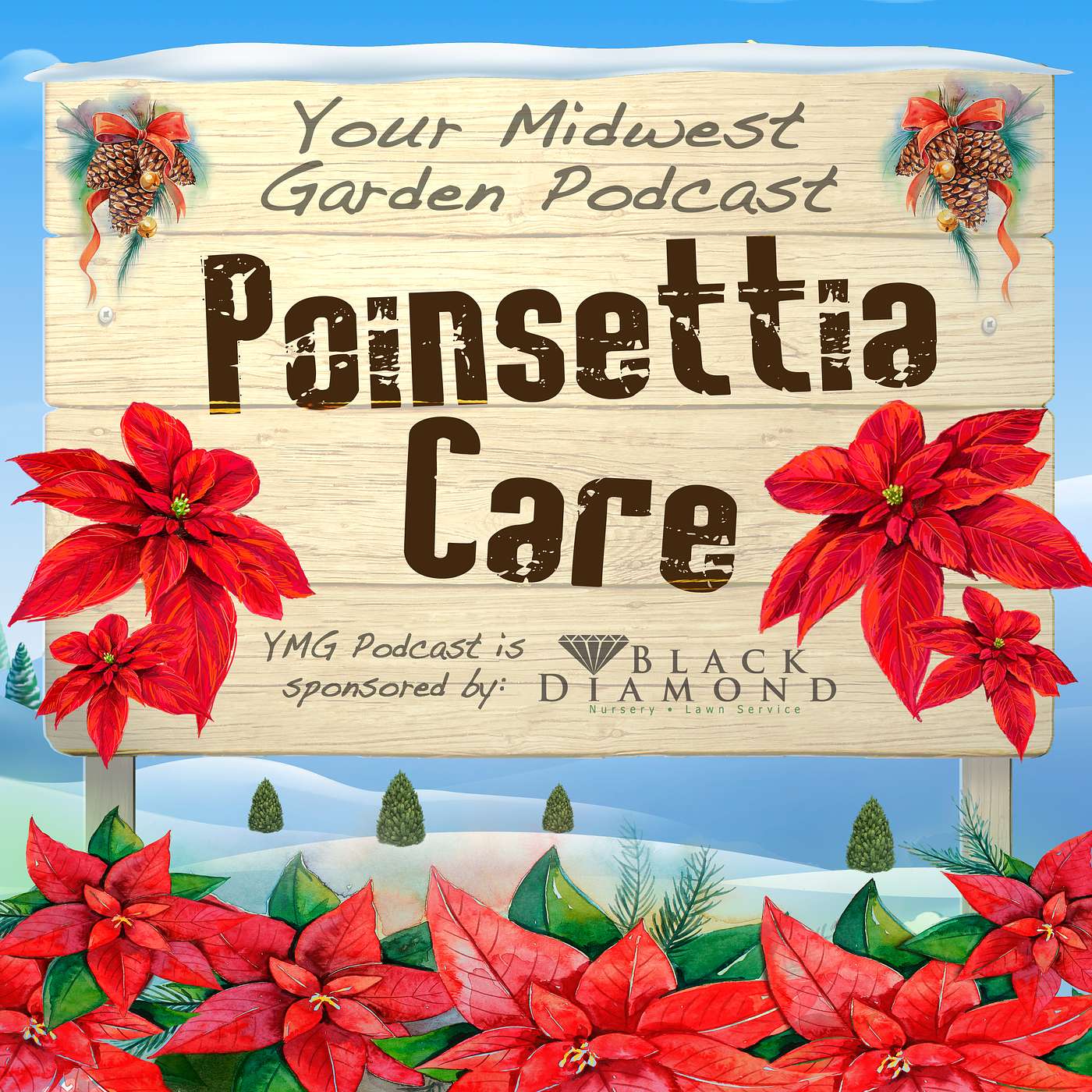 Poinsettia Care