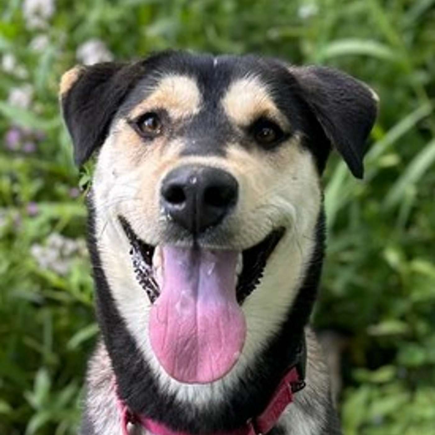 Meet Puma! She's up for adoption through the Catt. County SPCA!