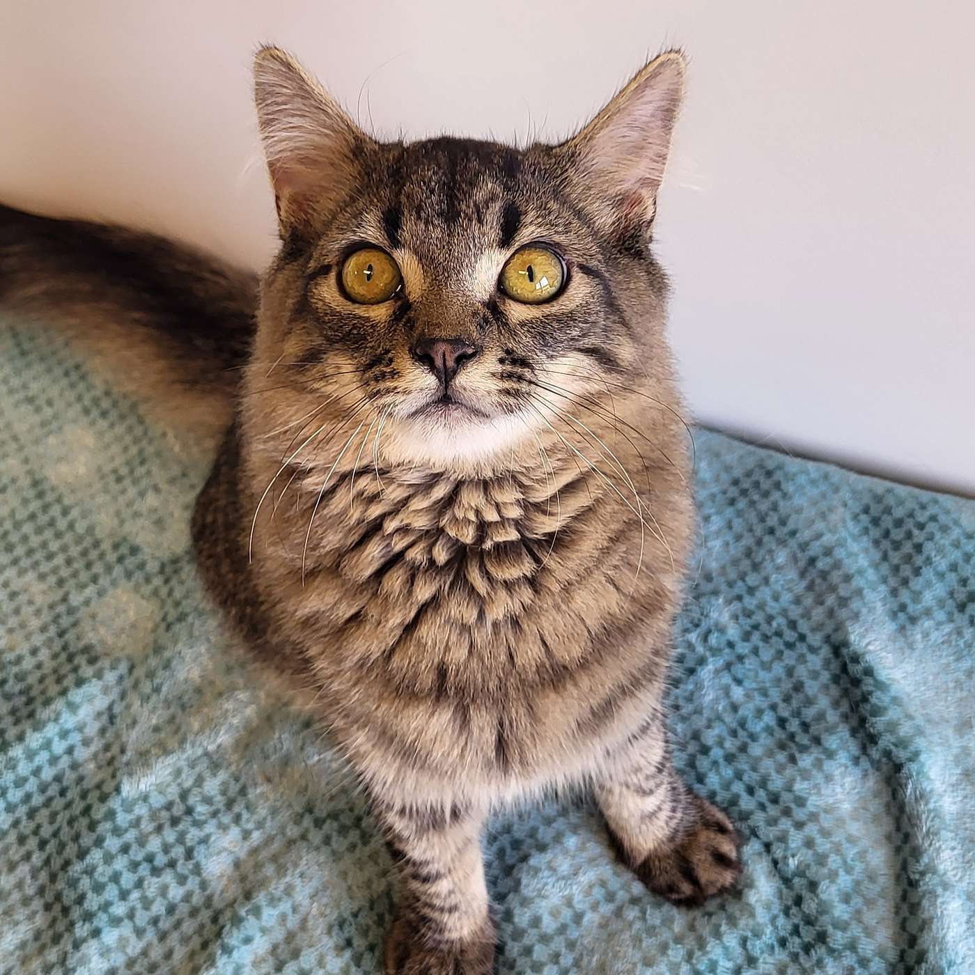 Let's take a trip to the SPCA serving Allegany County! Let's meet Uncle Sam!