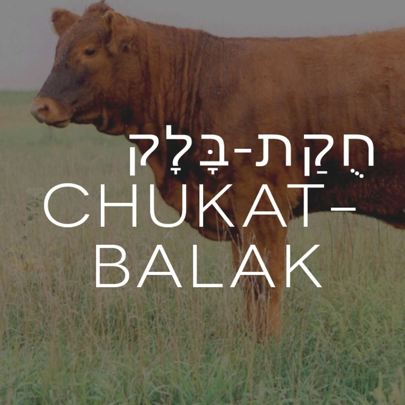 Parasha Chukat-Balak: Numbers 19:1-25:9