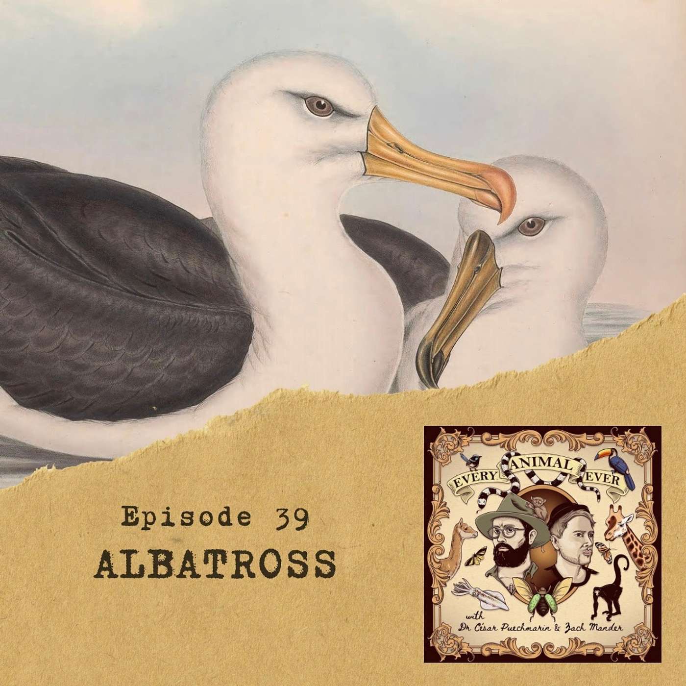 39 – Albatross