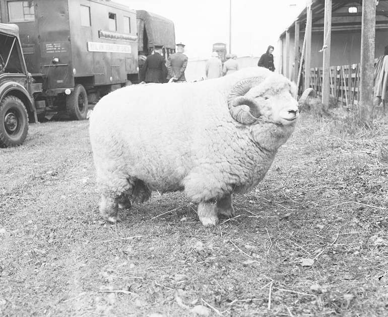 Absolute Unit