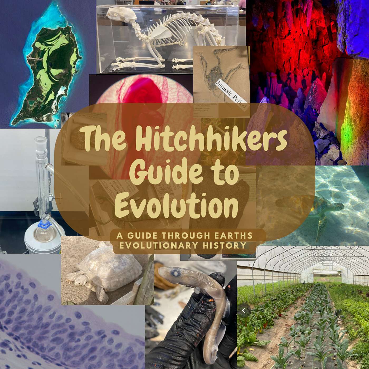 The Hitchhikers Guide to Evolution