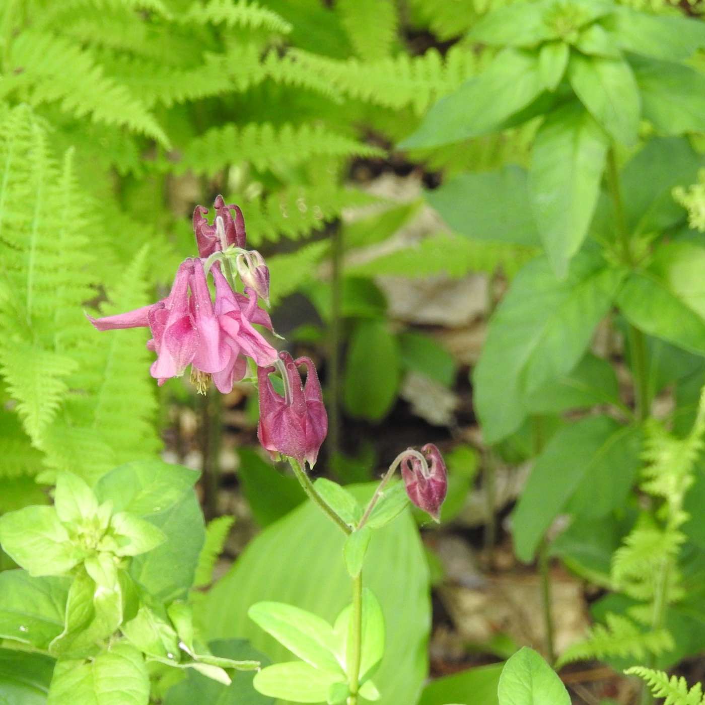 WILD COLUMBINE