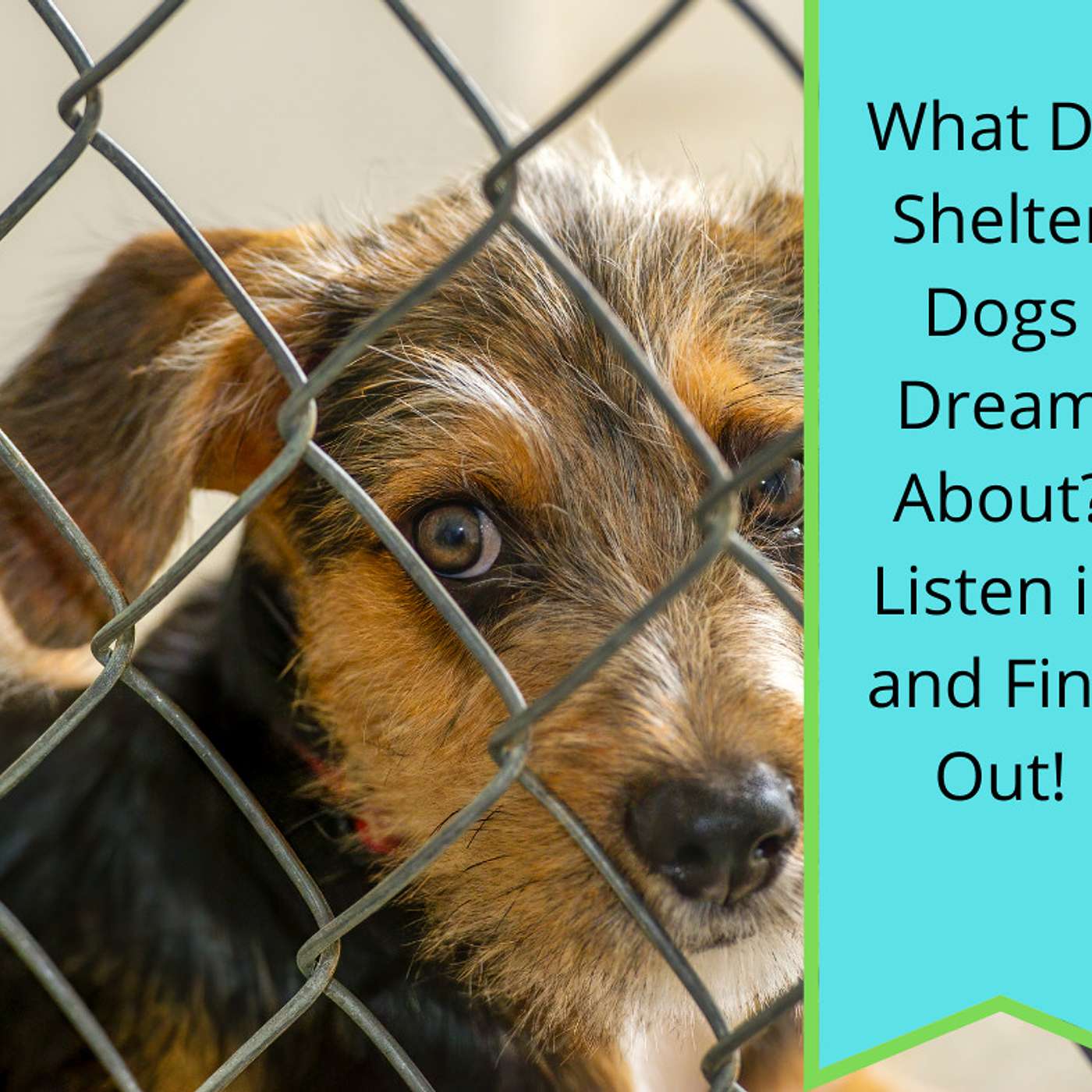Shelter Dreaming