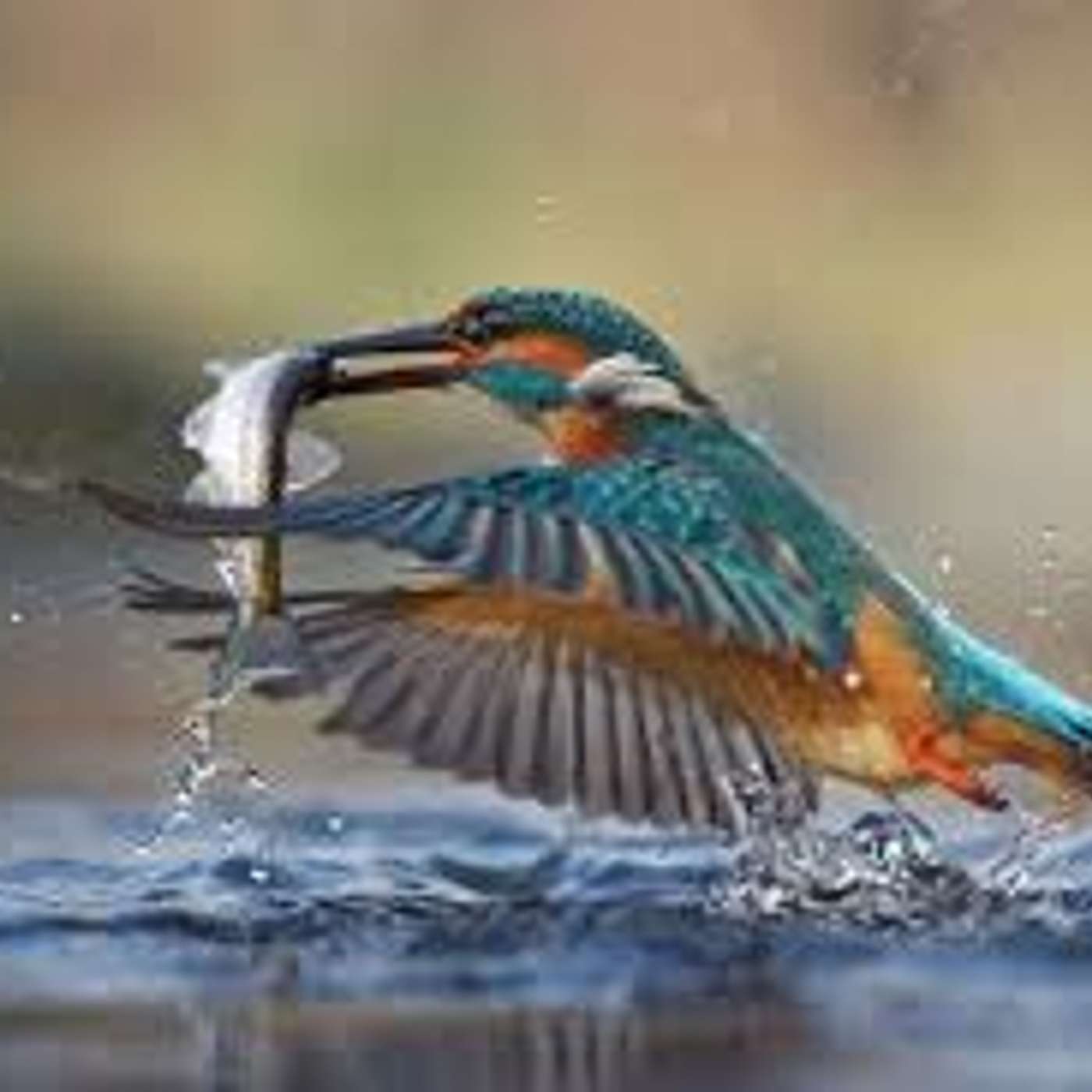 Amici per il pelo, il mondo degli animali visto e raccontato da una veterinaria