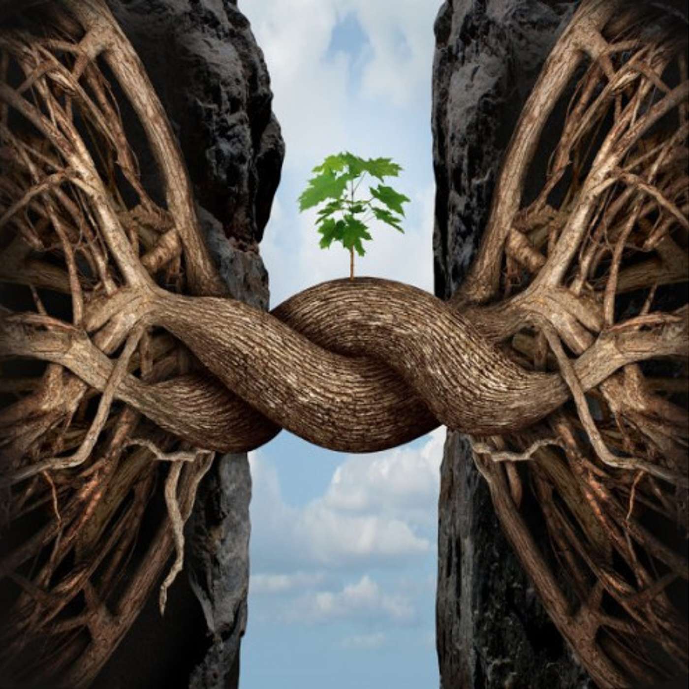 The root to better health