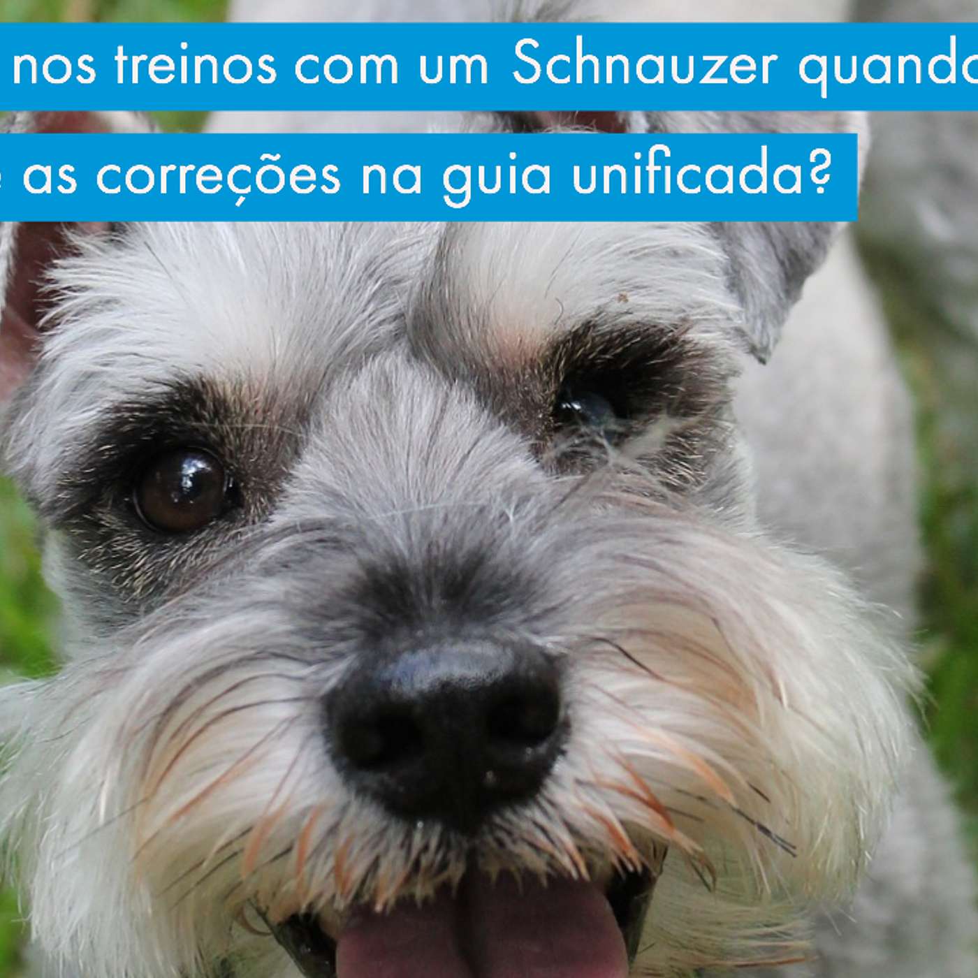 Como evoluir nos treinos com um Schnauzer quando ele não responde as correções na guia unificada? episode artwork