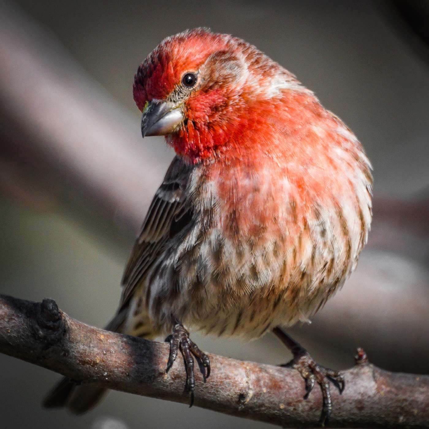 Episode 184: Fruit Trees Planting, Management (And Birds)