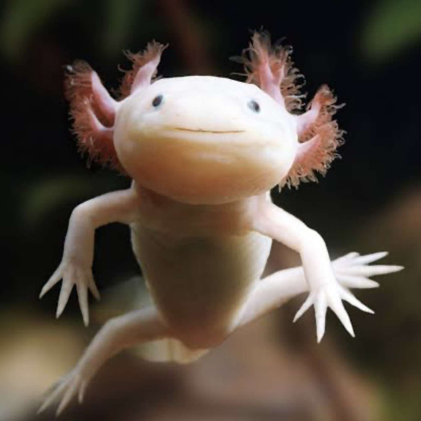 Sunday, February 4, 2024 - EGAD, there's an AXOLOTL in this crossword! episode artwork