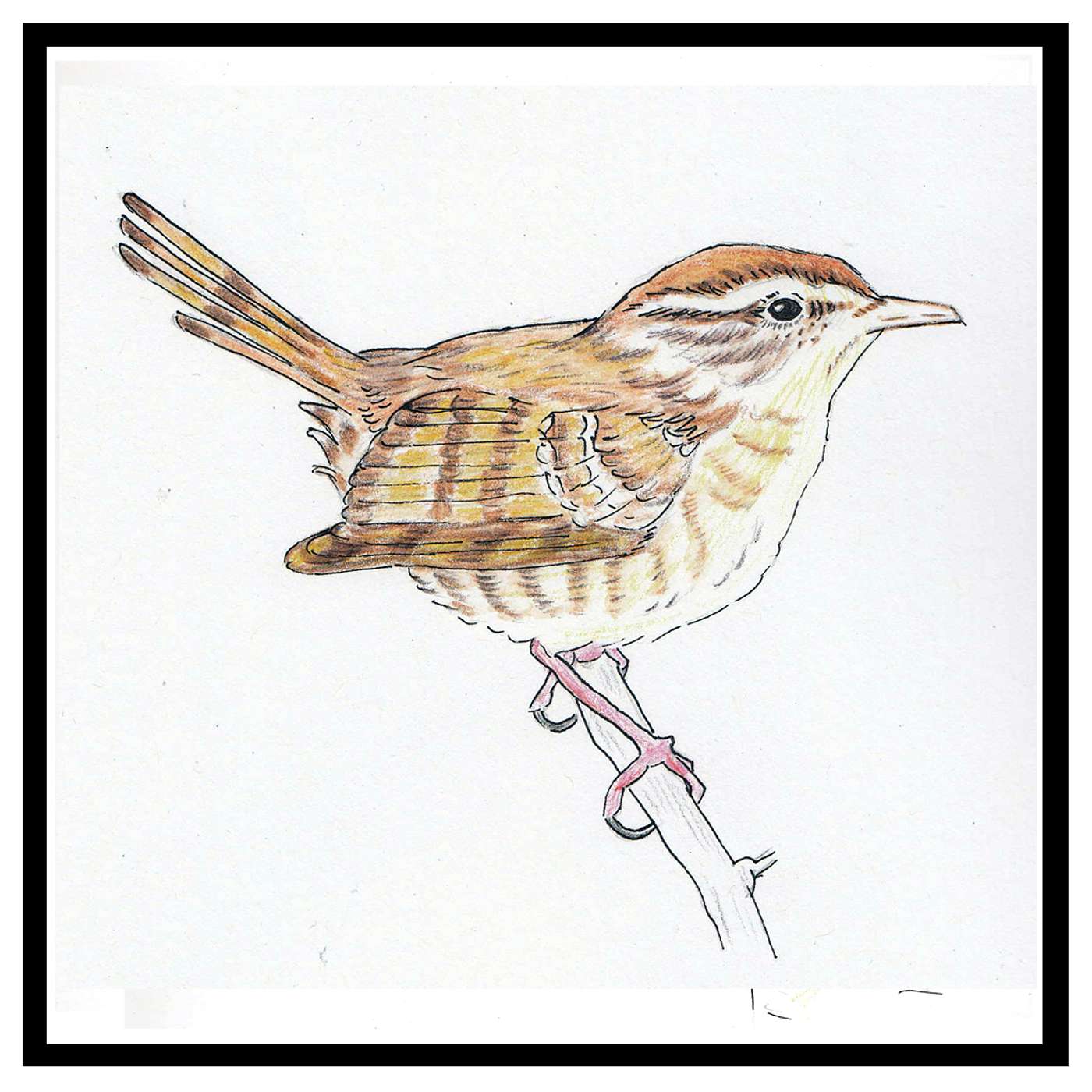 Episode 3: Wren