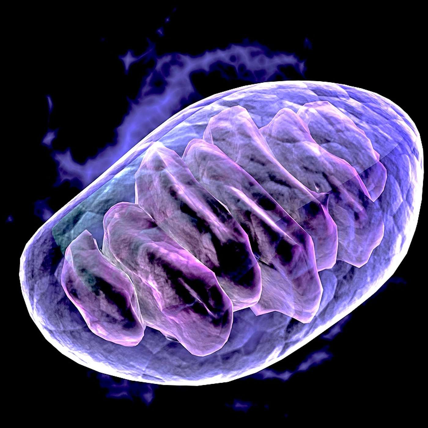 4. Is cellular respiration the secret to life?