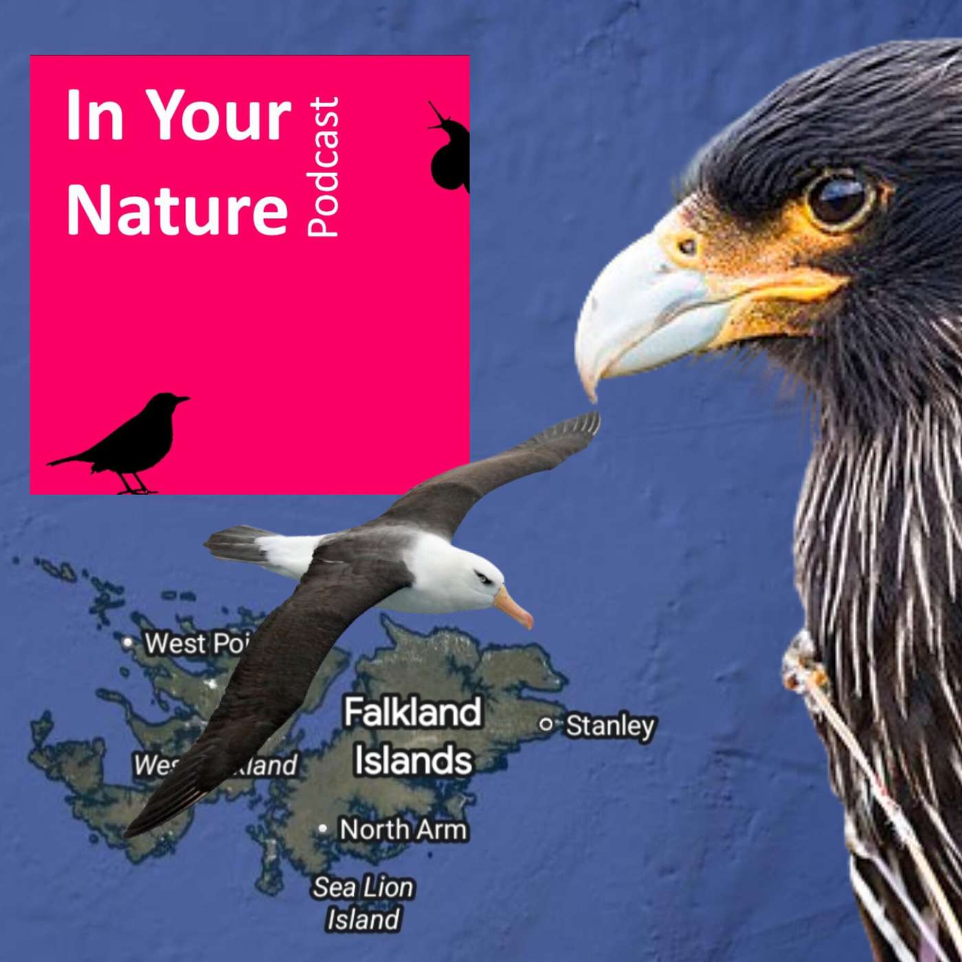 In Your Nature Ep 63 - Birds of the Falkland Islands
