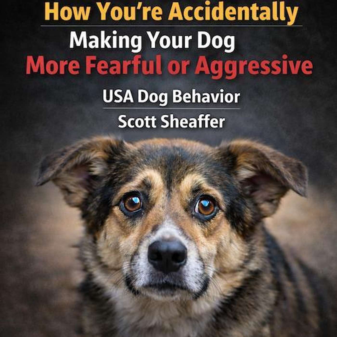How You’re Accidentally Making Your Dog More Fearful or Aggressive