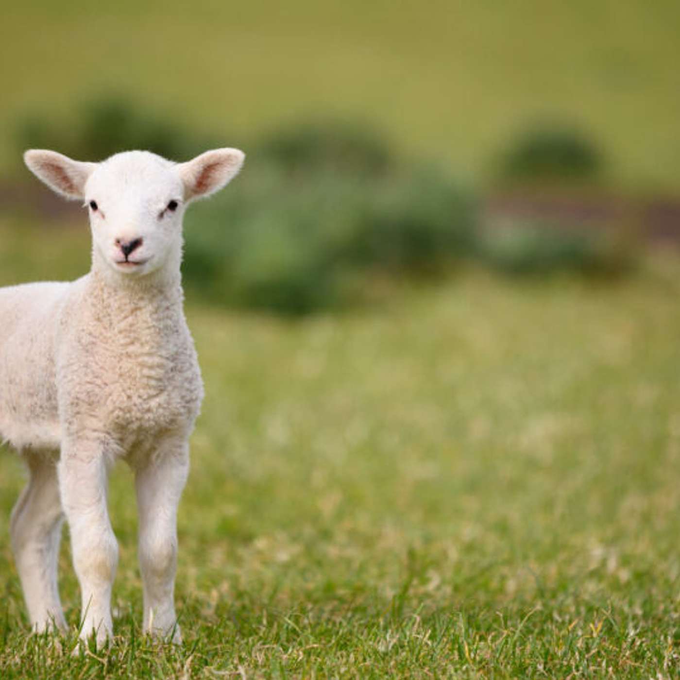 The Lord Is My Shepherd