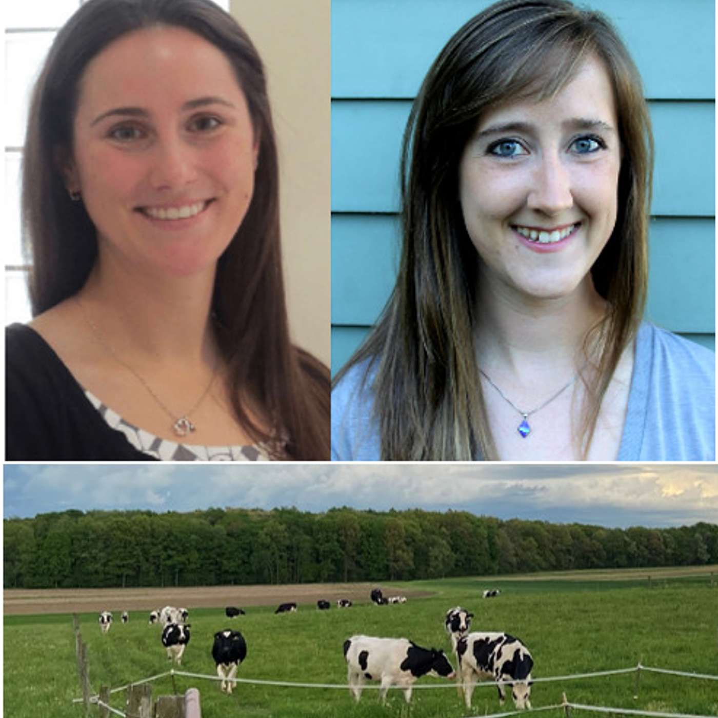 Bovine Banter