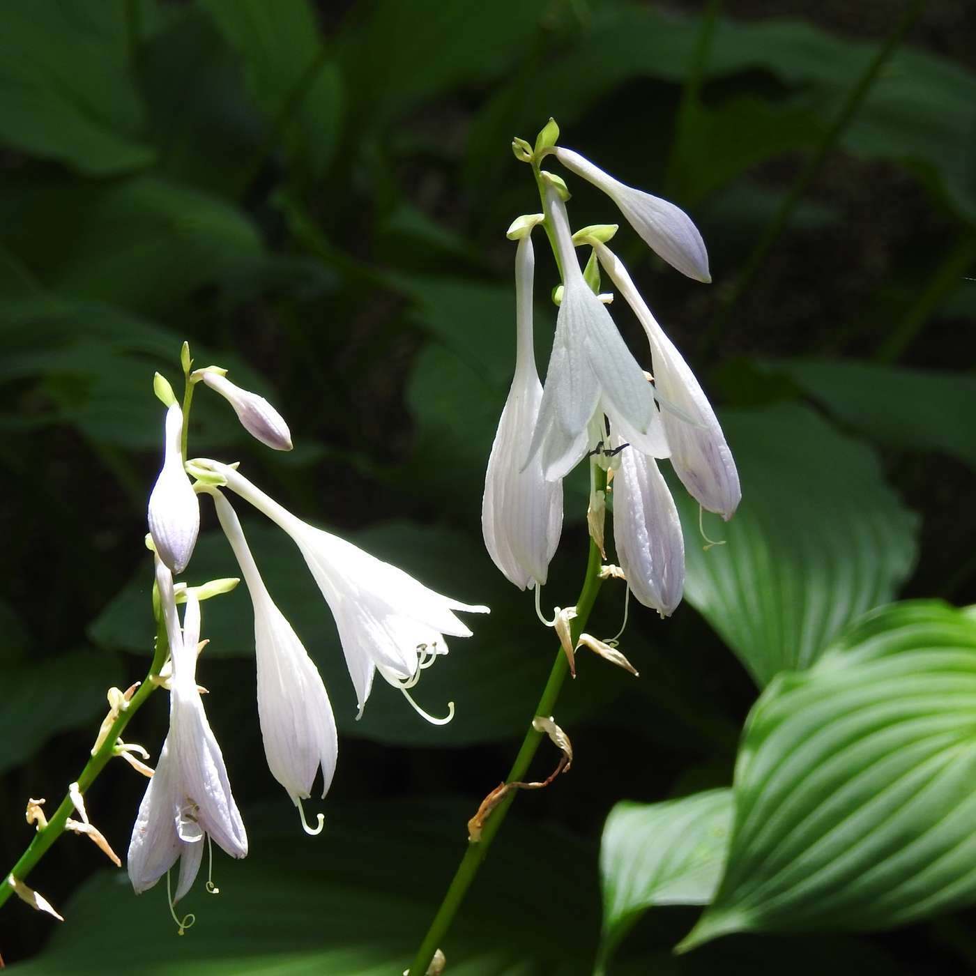 HOSTAS