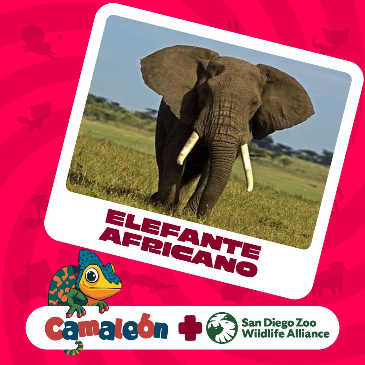 Elefante Africano: Ingeniero de la Sabana episode artwork