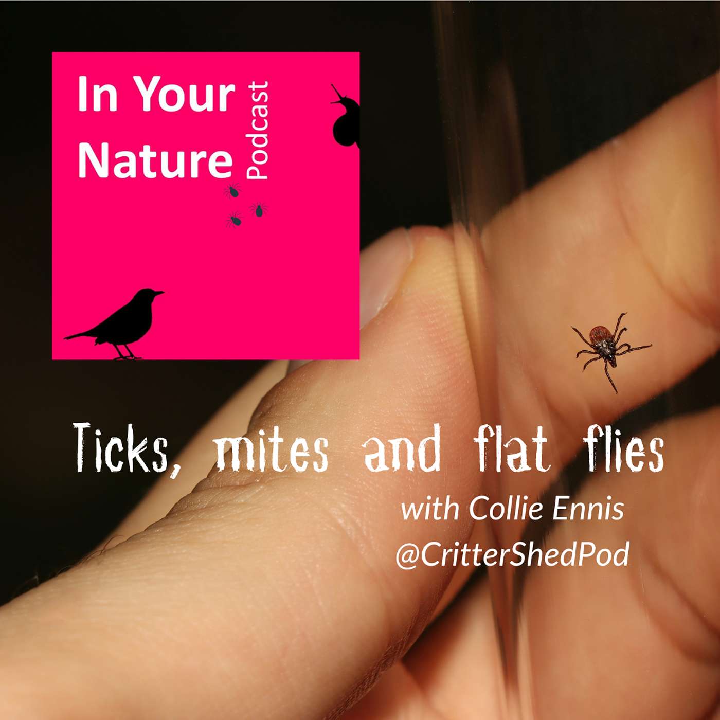 In Your Nature Ep 51 - Ticks, Mites and Flat Flies (Critter Shed Collab)
