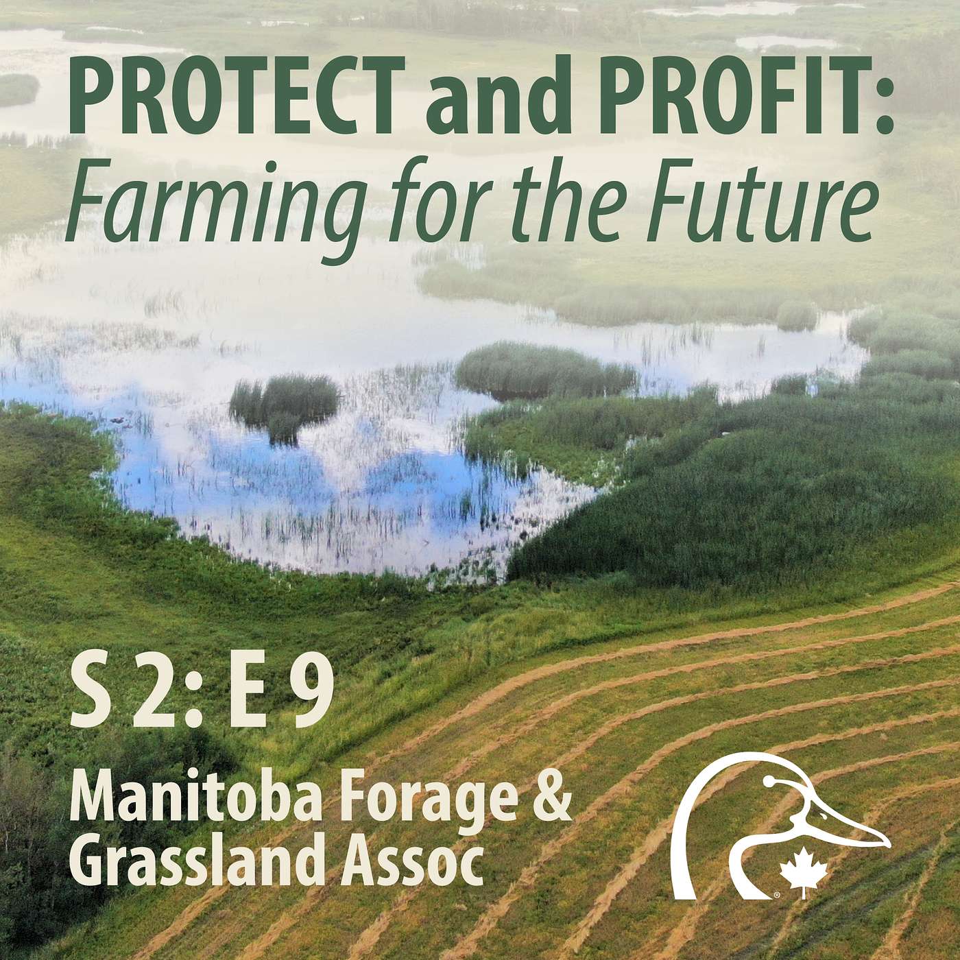 2026 01 January - Manitoba Forage & Grassland Association episode artwork