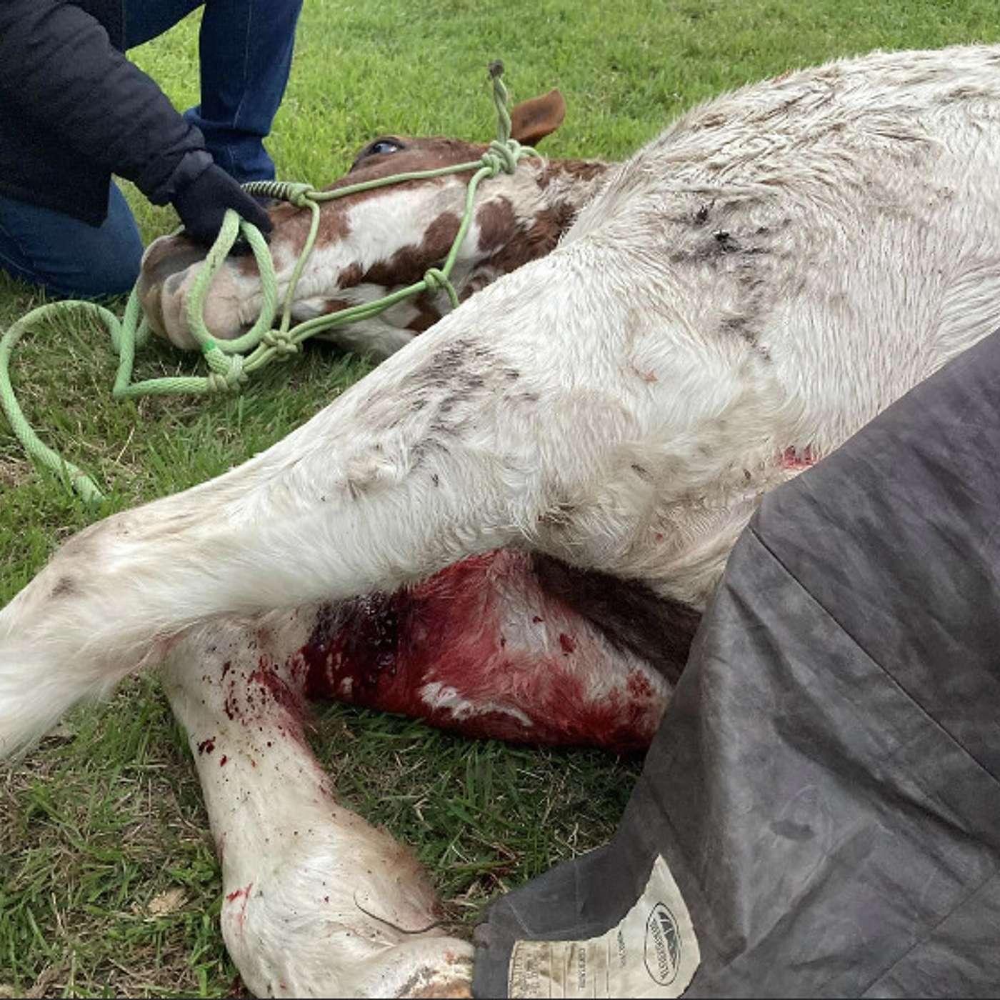 Targeted: They Shoot Horses, Don't They