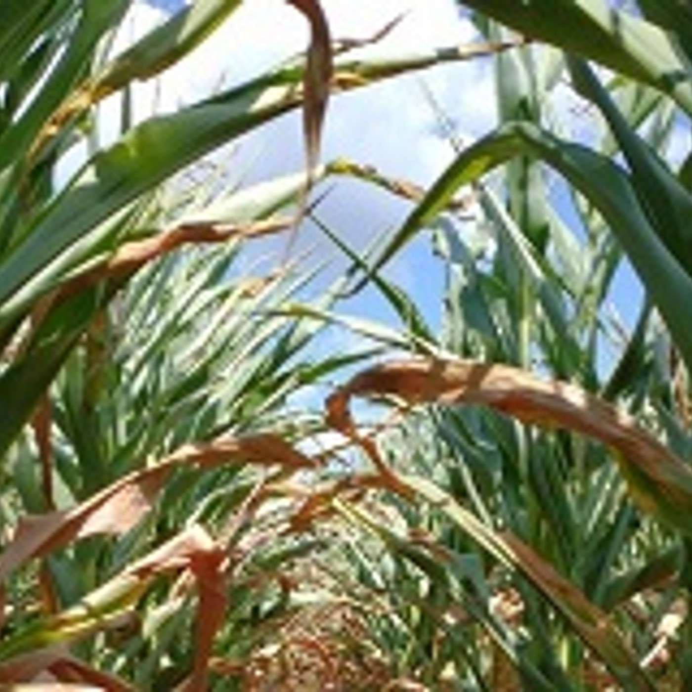 S1E3: Crop Economics in 2022 episode artwork