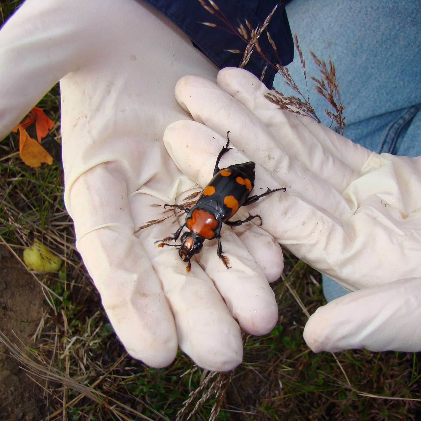 The Nature of Nantucket