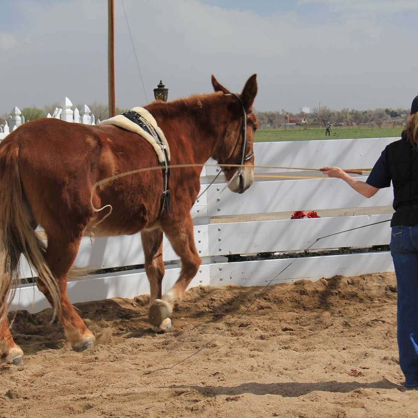 MULE TALK! THE PODCAST ABOUT MULES, MULE TRAINING, AND THE MULE INDUSTRY.