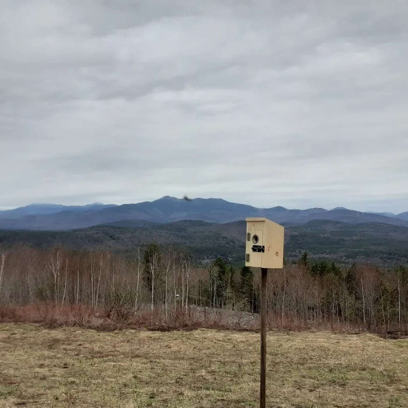 A NEW HOUSE IN THE LUPINE FIELD