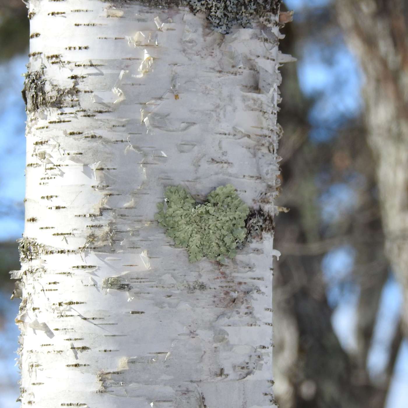 A MOSSY HEART