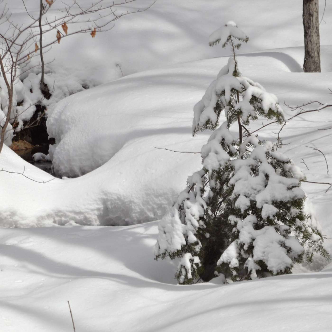 WINTER WONDERLAND