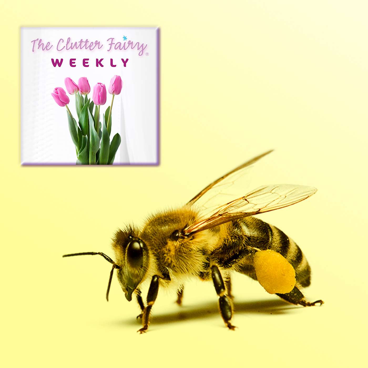 The Clutter Fairy Weekly #74 - The Bee Box: Declutter Your Craft Room for Inspiration and Creativity
