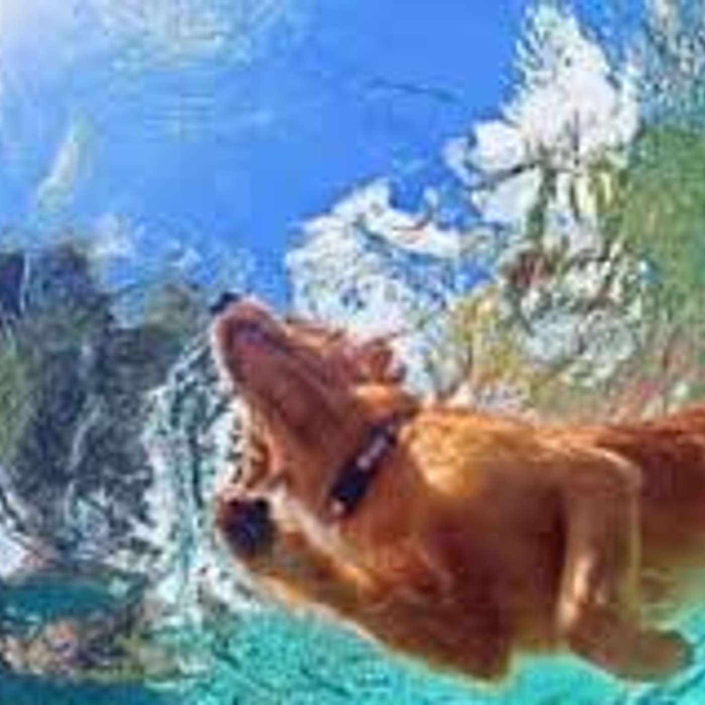 I veri cani marinai! di Lucia Orlandi e Mara Generali I veri cani marinai! di Lucia Orlandi e Mara Generali