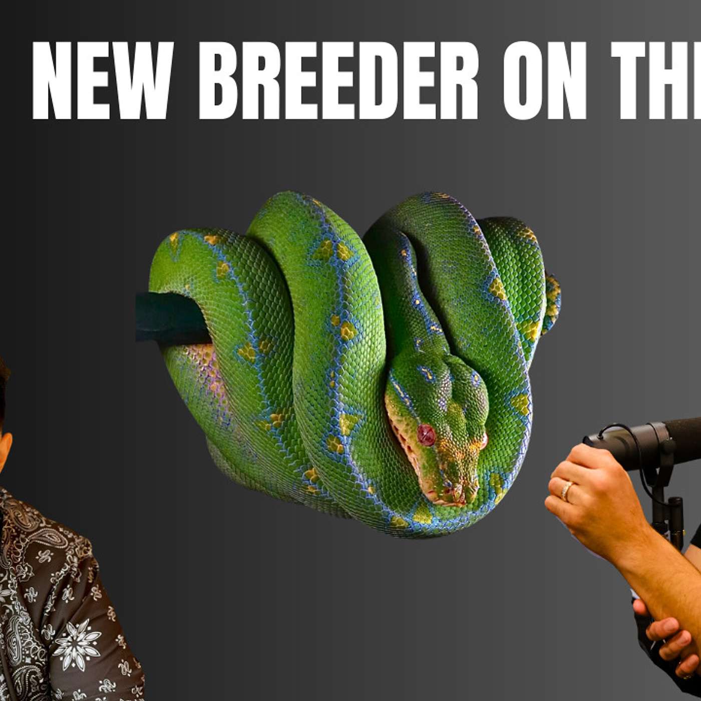 Keeping Green Tree Pythons in the United Kingdom