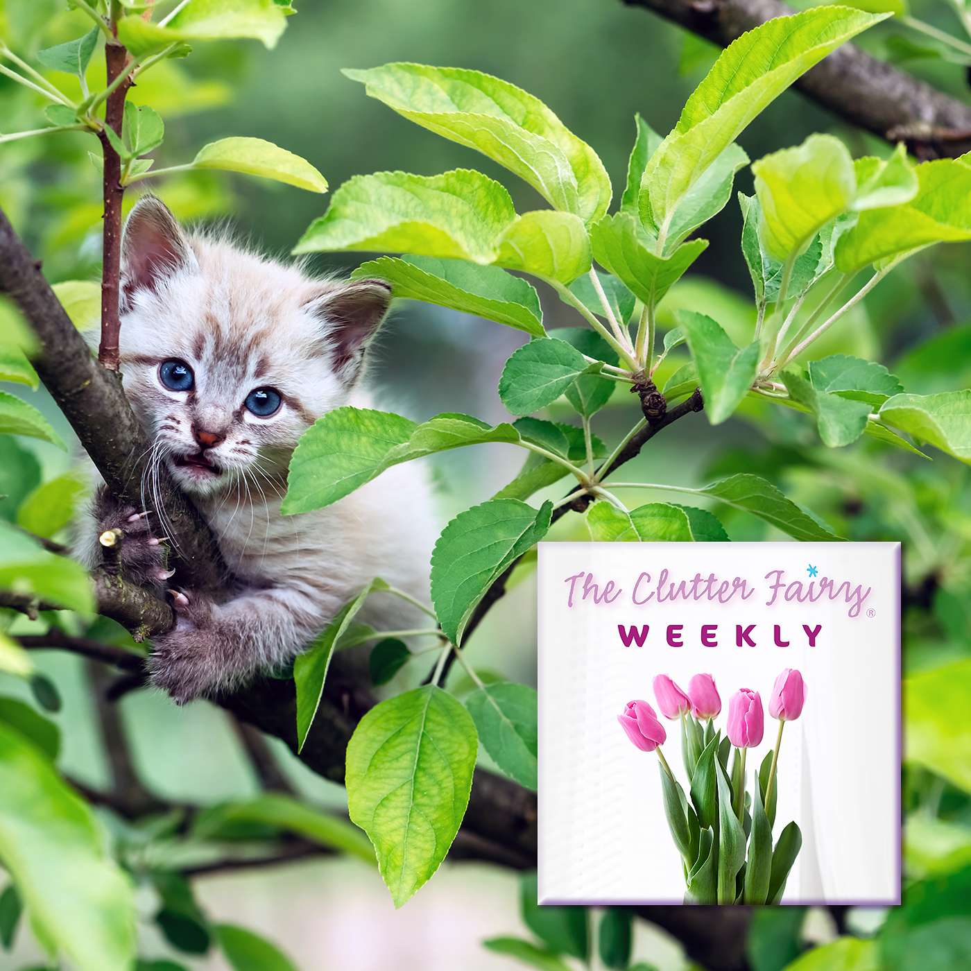 Overcoming Barriers: Simple Ways to Get Unstuck and Start Organizing - The Clutter Fairy Weekly #86