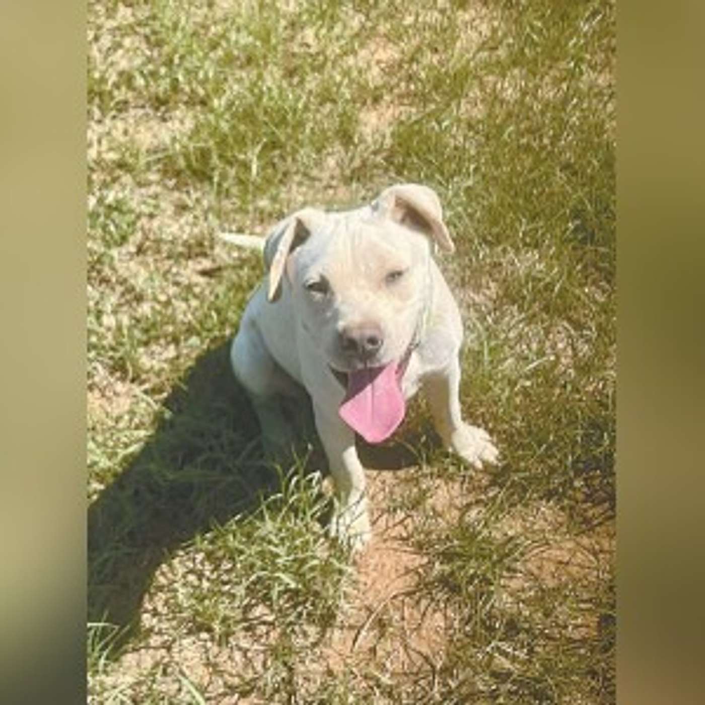 Meet, Brantley, our foster dog of the week episode artwork
