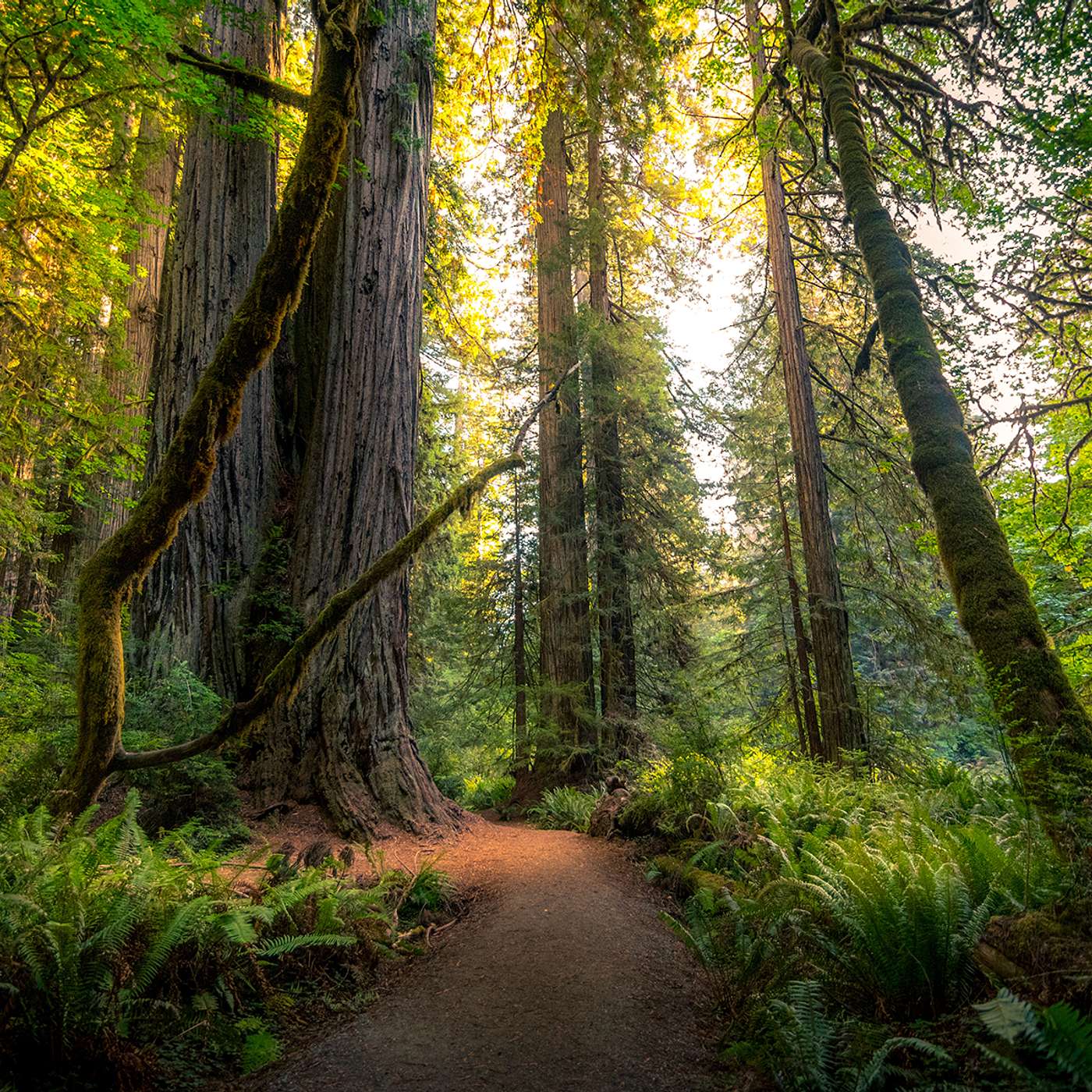 The Health Edge: translating the science of self-care