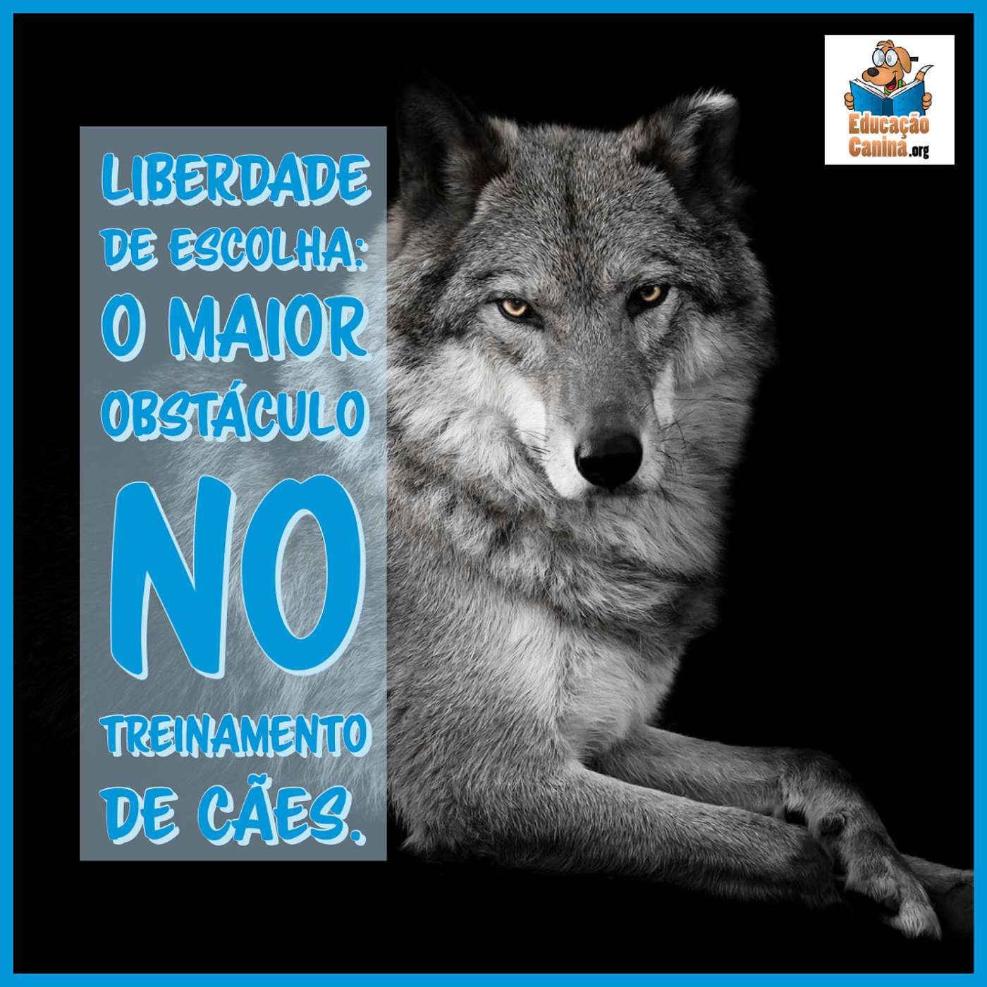 Liberdade de escolha: o maior obstáculo no treinamento de cães.