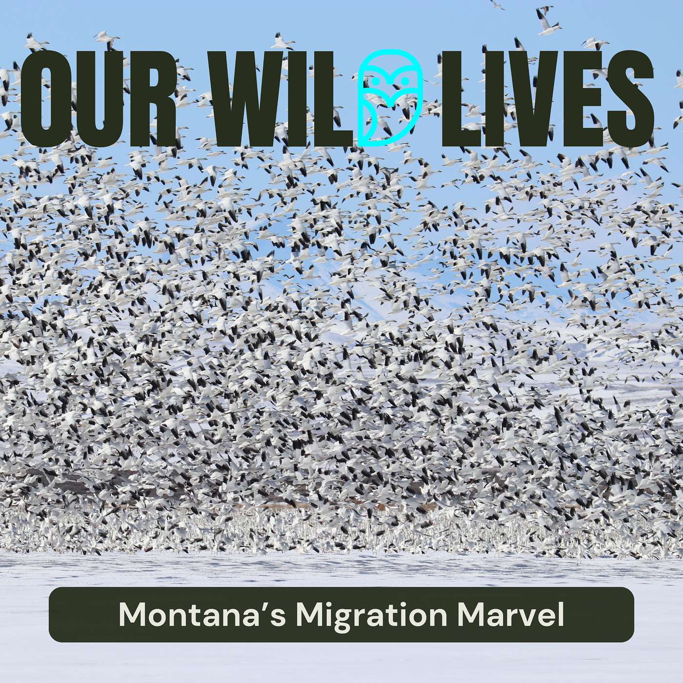 Montana’s Migration Marvel