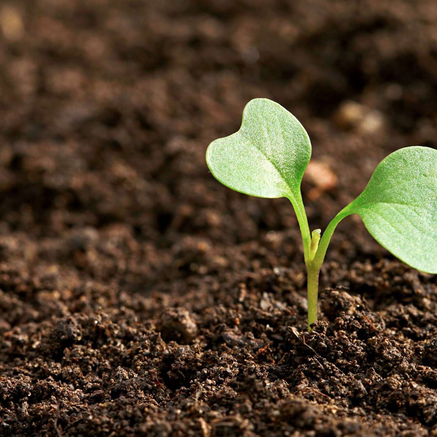 Sowing Seeds [Part 1]