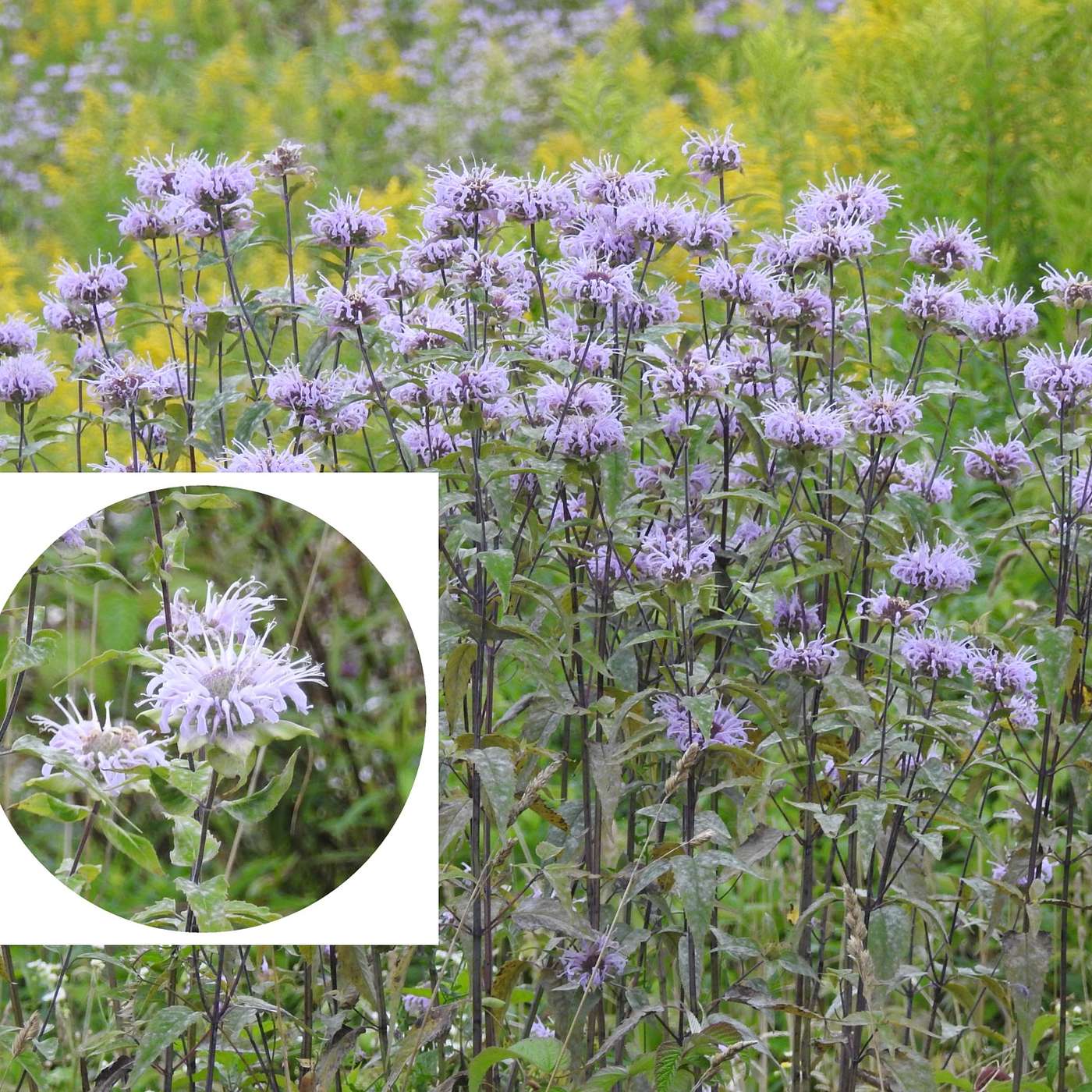 RAGGED ROBIN