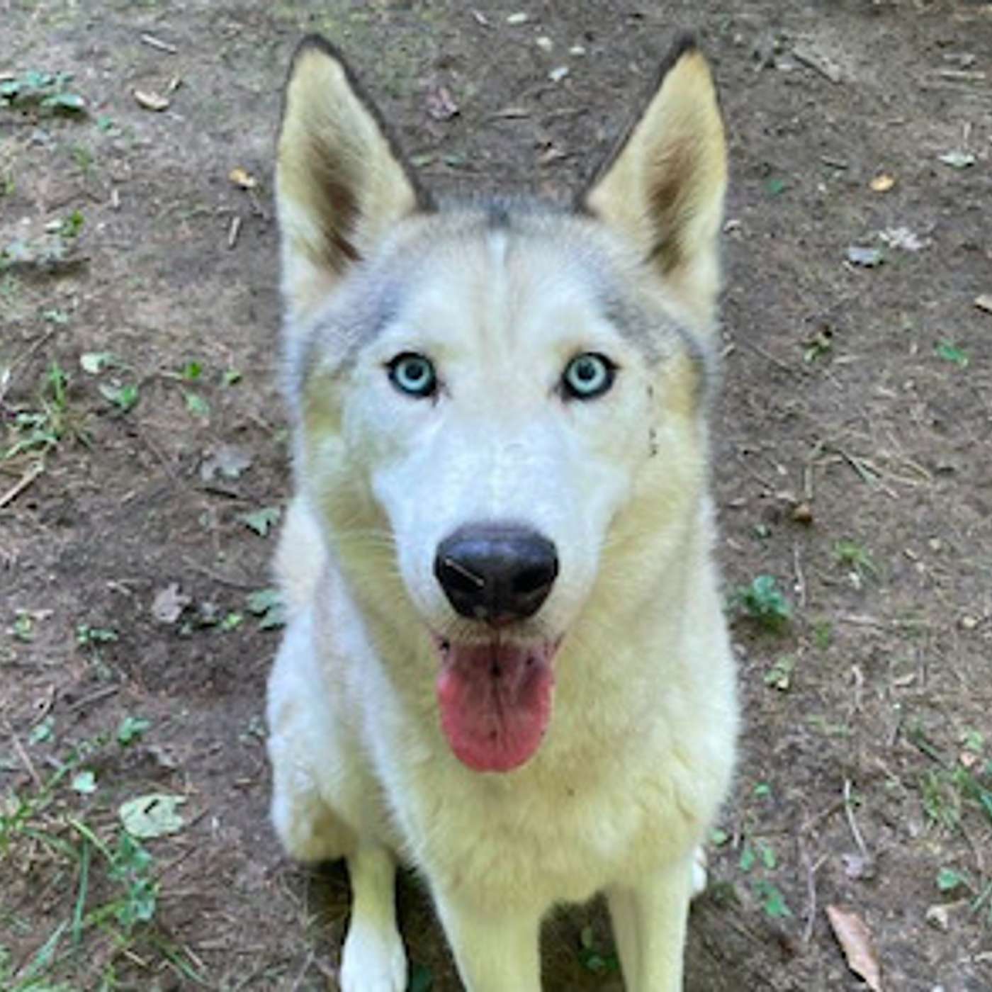 0422: Wolves of Maine Sanctuary with Stephanie Smith