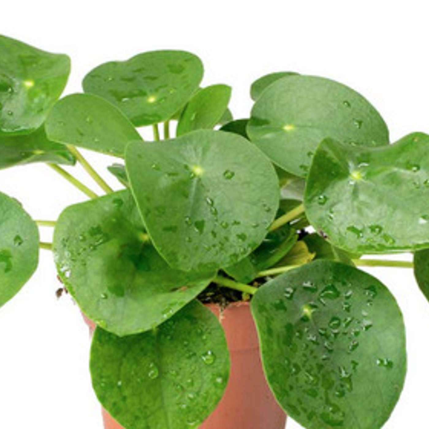Chinese Money Plant