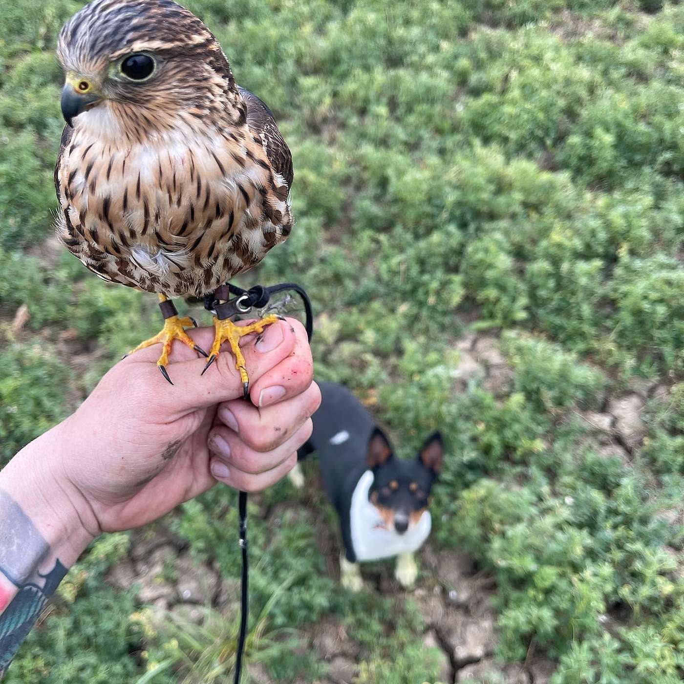 Episode 50: '21-22 Falconry Season Recap & 2023 Plans