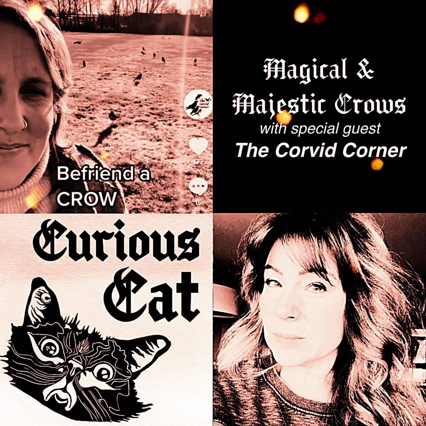 Curious Cat