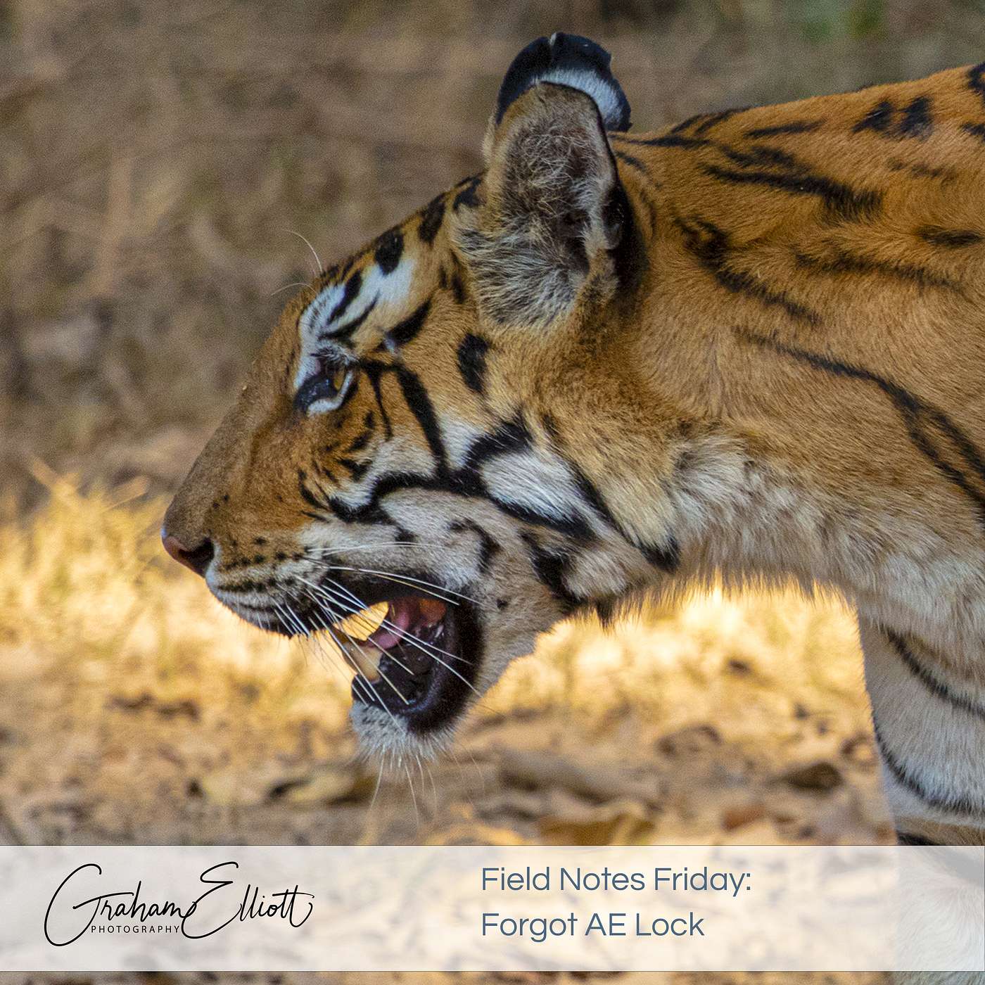 The Exposure Mistake I Still Make When Shooting Wildlife