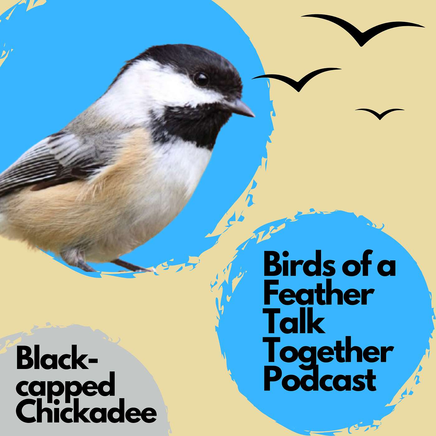 158: Black-capped Chickadee Revisited: The Tiny Bird With an Incredible Memory 🐦 episode artwork
