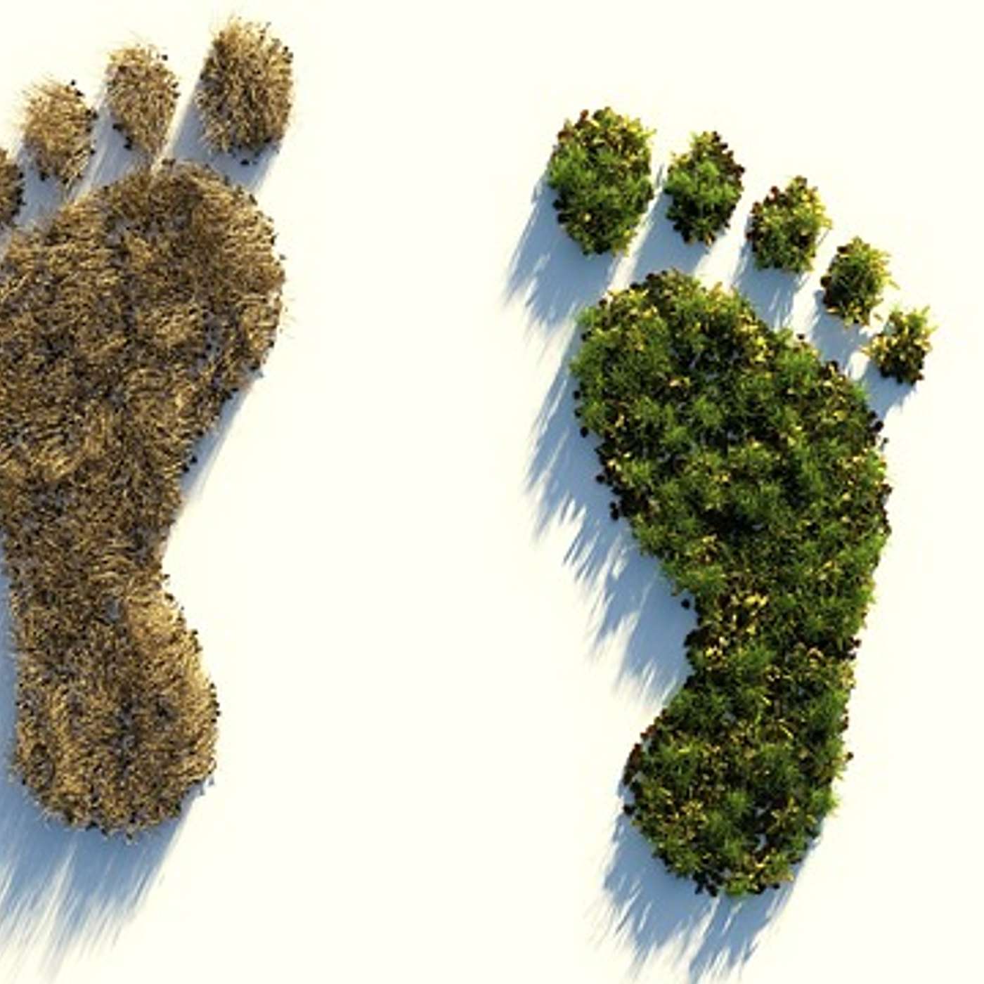 #047 Your Carbon Footprint Explained