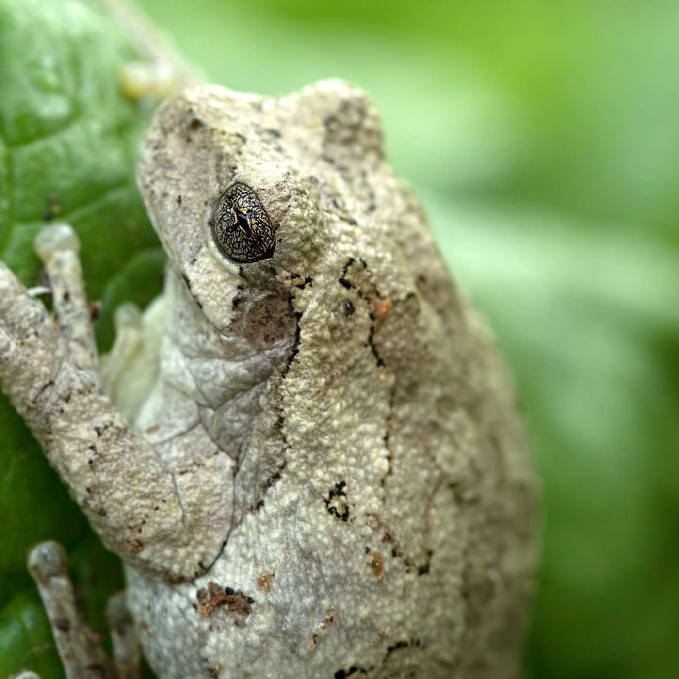 S1 E19: Toad & Sage Garden. Certifying your garden as wildlife habitat with Amy Prentice. episode artwork